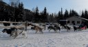 dog sled ride starting out of kennel